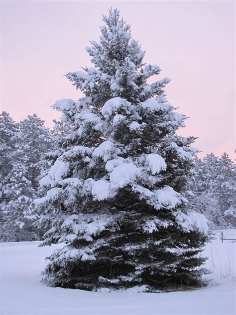 Snow Covered Pine Aglow | Winter scenery, Winter landscape, Winter scenes