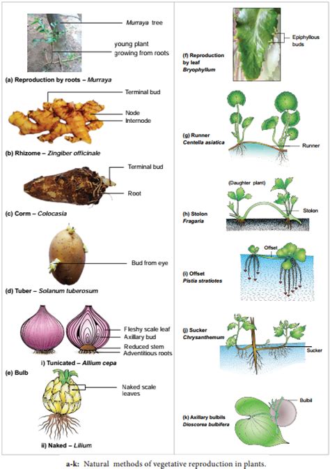 Explain asexual reproduction in plants. [4 marks]