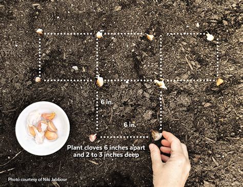 How to Grow Garlic | Garden Gate