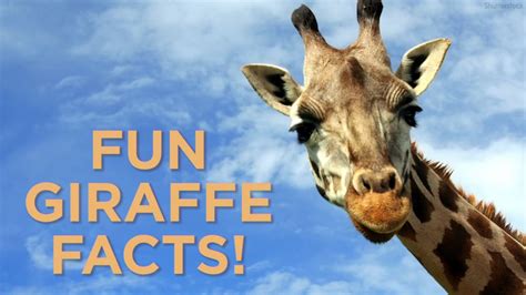 5 fun facts about giraffes! - ABC7 Los Angeles