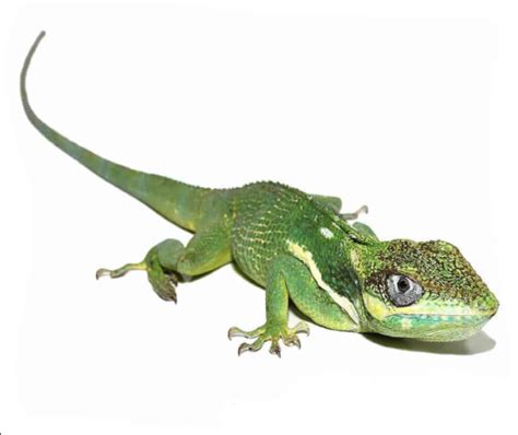 Cuban Knight Anole for Sale - Reptiles Heaven