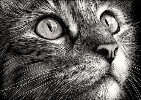 Great How To Draw A Realistic Cat Face With Pencil of the decade Check it out now | howtodrawkey2