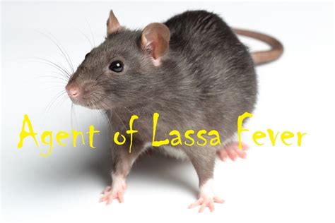 NCDC Raises Concerns Over increased Lassa Fever Cases