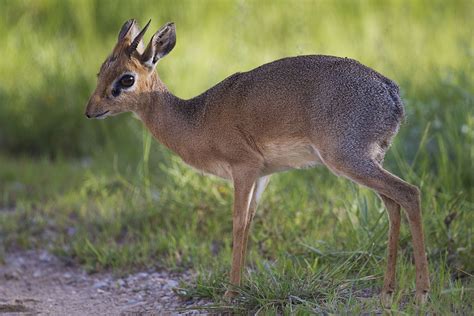 food - Are dik-diks kosher animals? - Mi Yodeya