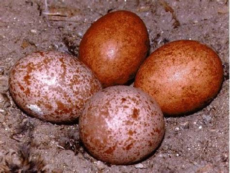 Falcon eggs products,Cyprus Falcon eggs supplier