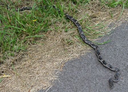 Gray Ratsnake | Outdoor Alabama