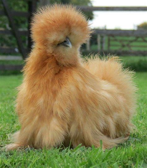 Nunca en mi vida e visto ésta raza de pollo :)) Bantam Chickens ...