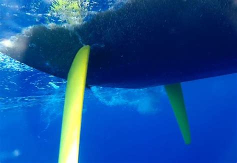 Sargassum, it's annoying - Global Solo Challenge Francois Gouin ...