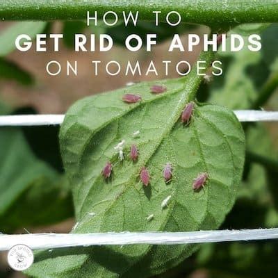 Ways To Kill Aphids On Tomato Plants, 47% OFF