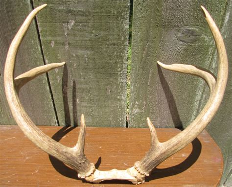 Estate Sale Services 409.750.3688 Roland Dressler: Deer Antlers 6 point ...