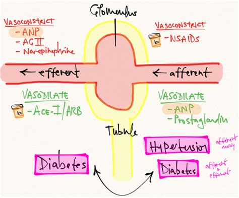 Afferent Arteriole And Efferent Arteriole