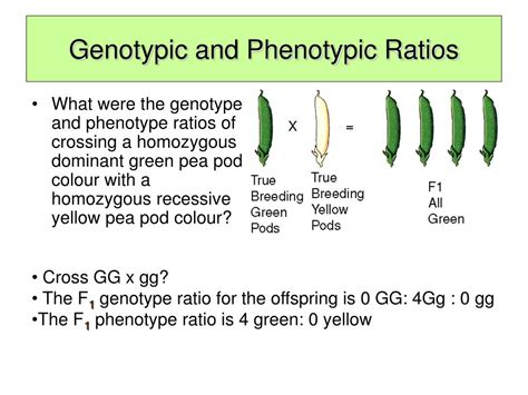 PPT - Genotypic and Phenotypic Ratios PowerPoint Presentation, free ...