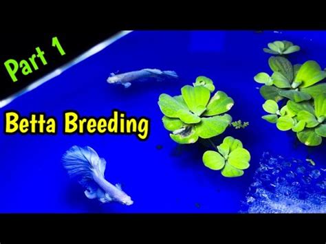 Full OHM Successful White Betta🤍 Breeding | Easy Steps for breeding betta fish | How to breed ...