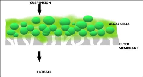 The filteration technique for microalgae harvesting. | Download Scientific Diagram