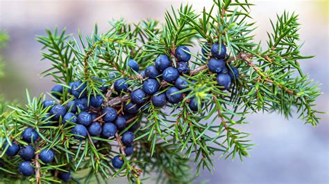 Juniper Berries Benefits For Blood Sugar and More - First For Women