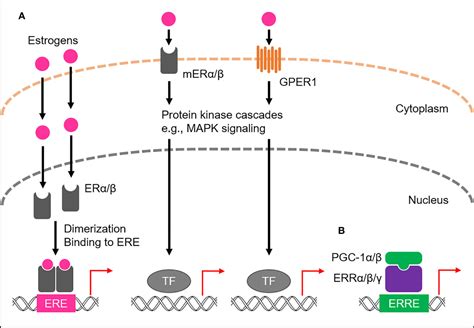 Expression and function of estrogen receptors and estrogen-related ...