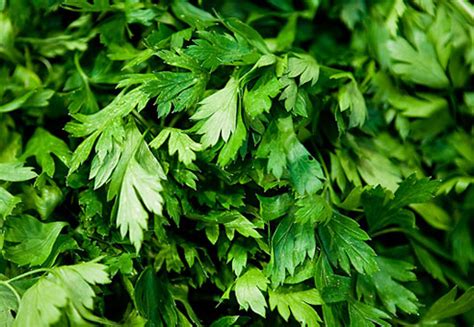 Parsley - Nutrition Facts, Health Benefits, Recipes and Pictures