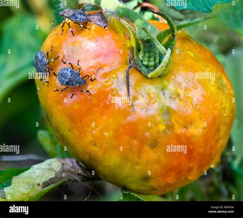 Brown marmorated stink bugs (Halyomorpha halys) feeding on garden tomato. Mottled appearance of ...