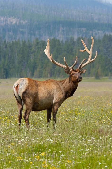 Bull elk, antlers bearing velvet, Gibbon Meadow, Cervus canadensis, Gibbon Meadows, Yellowstone ...