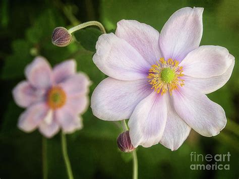 Wind Flower Photograph by Kim Andelkovic - Fine Art America