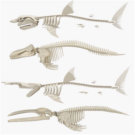 Shark Skeleton Anatomy