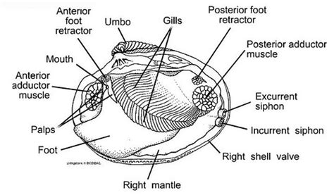 clam anatomy101 | Clam Anatomy Diagram | tanks4thememories | Flickr