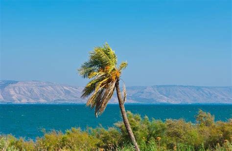 Palm Tree at Galilee | Tourist, Holy land israel, Natural landmarks