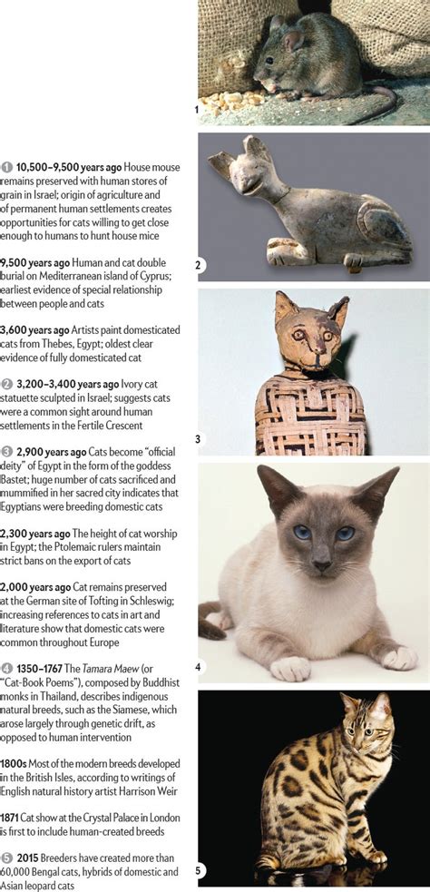 How House Cats Evolved | Scientific American