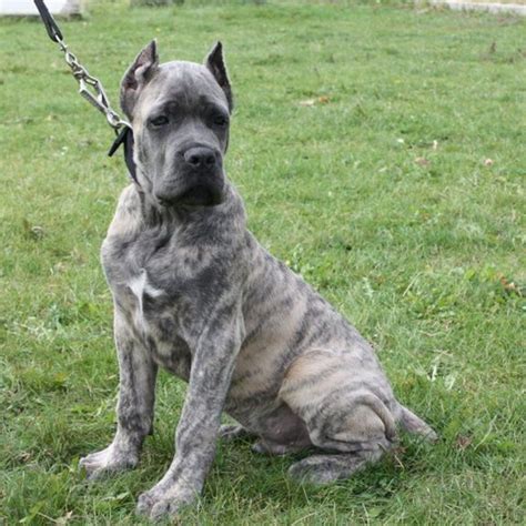 88+ Cane Corso Colors Grey Brindle - l2sanpiero