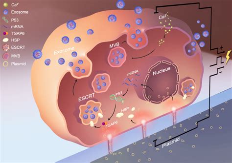 A new gene therapy strategy, courtesy of Mother Nature | COLLEGE OF ENGINEERING