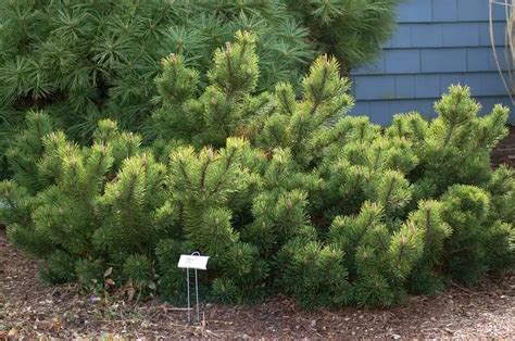 a small sign is in the middle of some bushes and dirt near a blue house