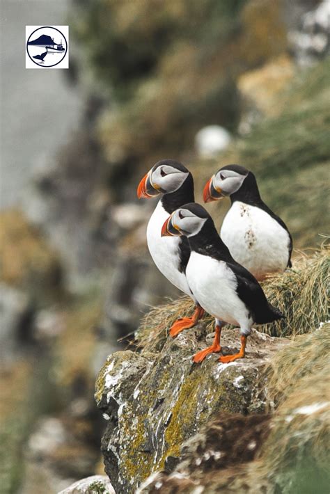 Iceland Puffin Watching Snaefellsnes | Iceland puffins, Puffin, Animals ...