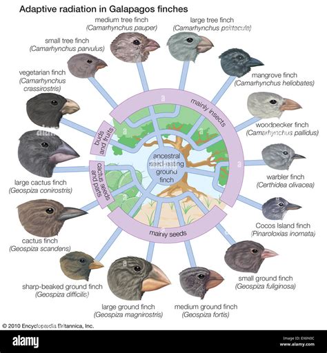 Adaptive radiation in Galapagos finches Stock Photo: 84970716 - Alamy