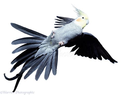 Cockatiel flying up photo WP02153