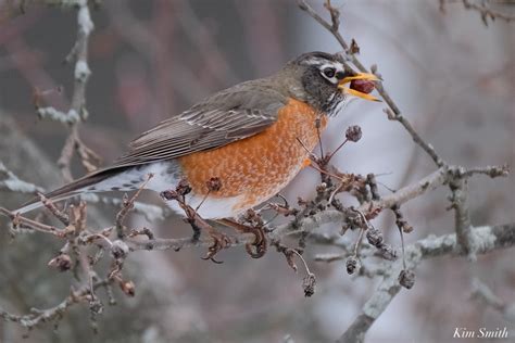 American Robin Winter Robin copyright Kim Smith – 10 of 14 | Kim Smith ...