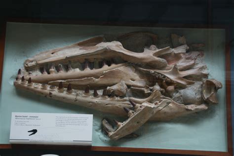 Mosasaur skull by artbyjrc on DeviantArt