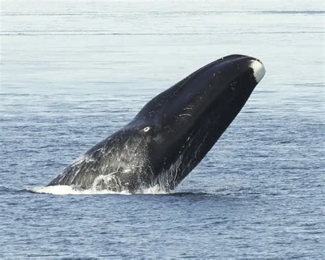 Bowhead Whale | Mammals Wiki | Fandom