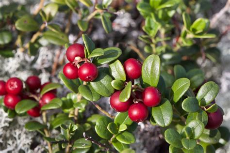 Creating A Multi-Season Groundcover with Bearberry Shrub - GetRather.com