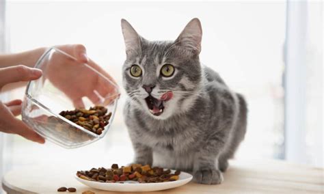 Can Cats Eat Tuna? 3 Things to Know Before Feeding - A-Z Animals