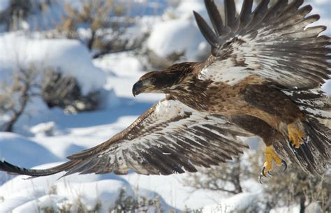 Golden Eagle by Kent Nelson - Wyoming Wildlife Advocates