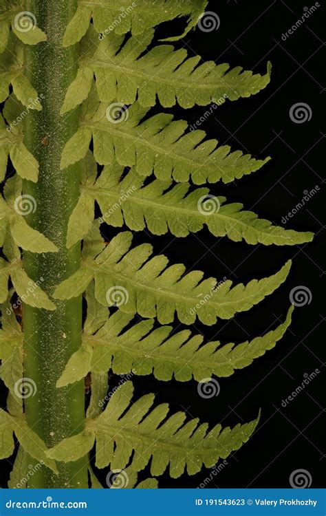 Ostrich Fern (Matteuccia Struthiopteris). Young Pinnules Closeup Stock Image - Image of crosier ...