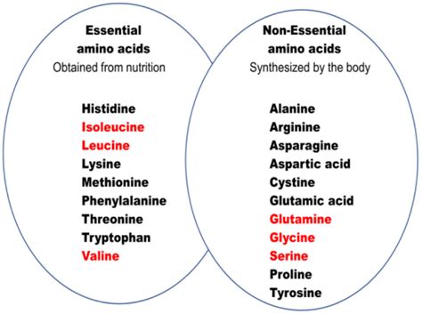 Essential amino acids. Essential information — transformbst.com