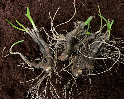 How to grow perfect Perennials from Bare Roots - Farmer Gracy's Blog