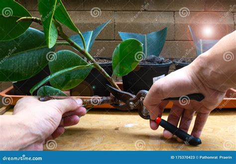 How To Start a Rubber Tree Plant: Propagation Step 2. Cut Branches at an Angle of 45 Degrees ...