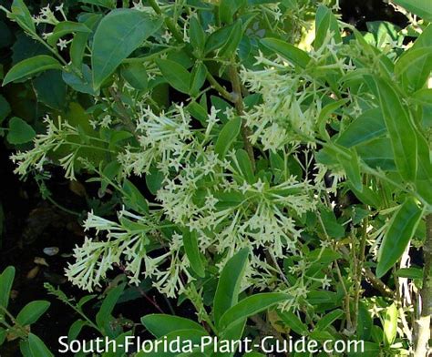 Night Blooming Jasmine