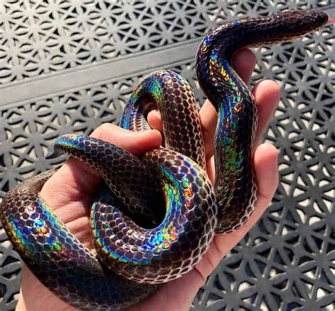 7 Best Beginner Pet Snakes + Key Facts (10+ Photos) | HappySerpent | Pet snake, Rainbow snake ...