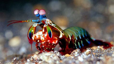 34 Beautiful And Rare Sea Animals That Are Out Of This World ...