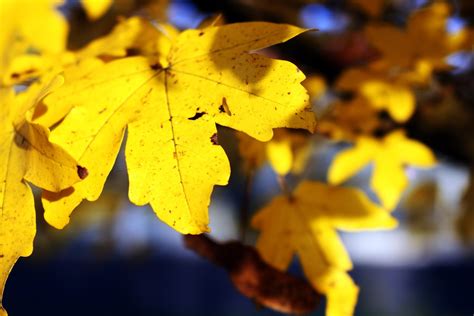 Autumn Leaf Experiment-Why Do Leaves Change Color in the Fall ...