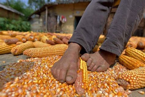 LOOK: Hardworking “Corn Man” inspires netizens, photos go viral | The Summit Express