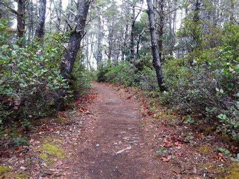 Was Myrtle trail to Siltcoos Beach | Hiking trails, Trail, Country roads